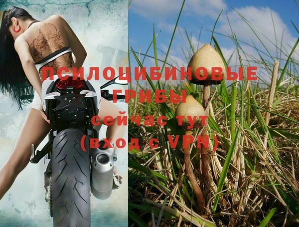 прущие грибы Алзамай